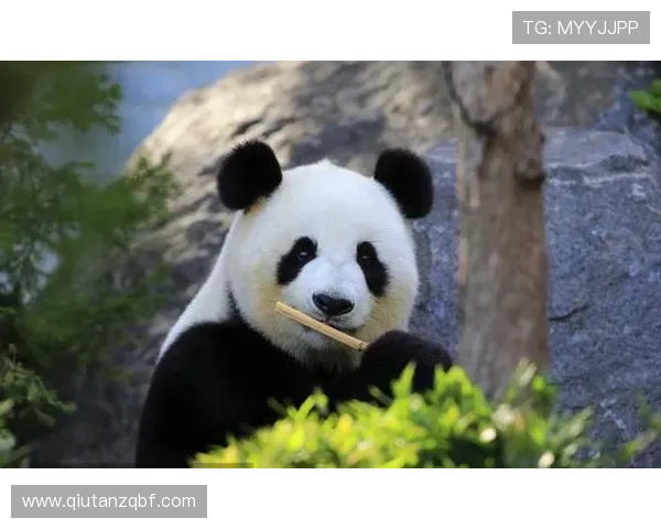 熊猫体育：以科技创新推动体育内容多样化发展的先锋力量